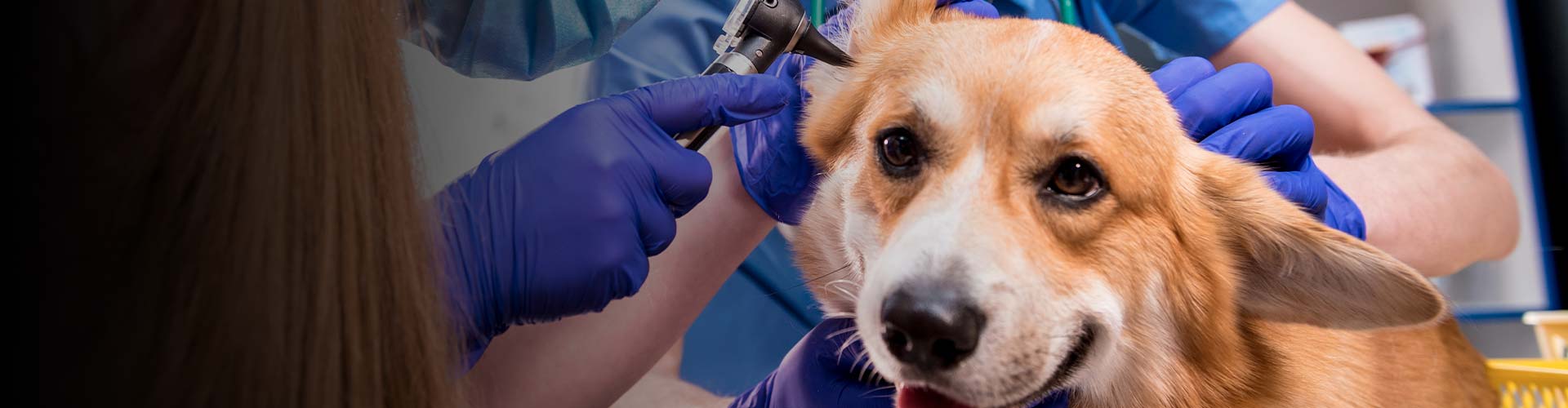 Image d'un chien malade ausculté par un vétérinaire d'urgence de garde à Pau, qui examine une de ses oreilles."
