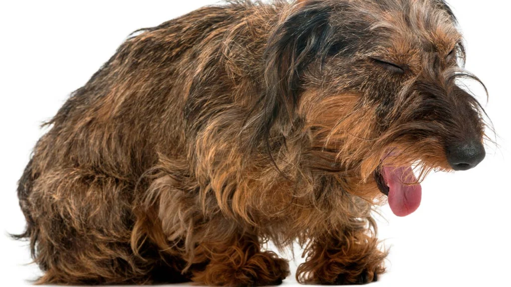 Chien malade en détresse respiratoire, tirant la langue, nécessitant une consultation vétérinaire d'urgence.