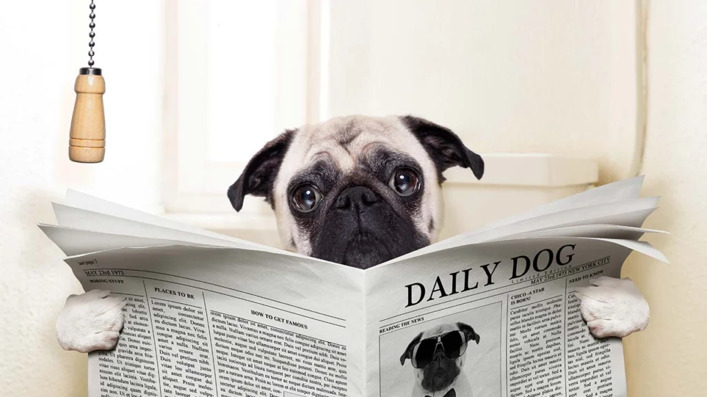 Carlin lisant un journal aux toilettes - illustration humoristique des troubles digestifs et diarrhée chez les animaux de compagnie (chiens)