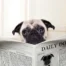 Carlin lisant un journal aux toilettes - illustration humoristique des troubles digestifs et diarrhée chez les animaux de compagnie (chiens)