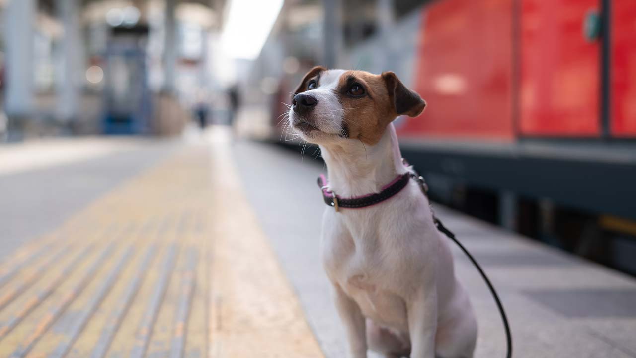 J’ai trouvé un animal, que faire ?