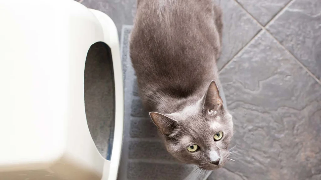 Chat gris au regard triste, souffrant de problèmes urinaires et nécessitant une consultation vétérinaire d'urgence.