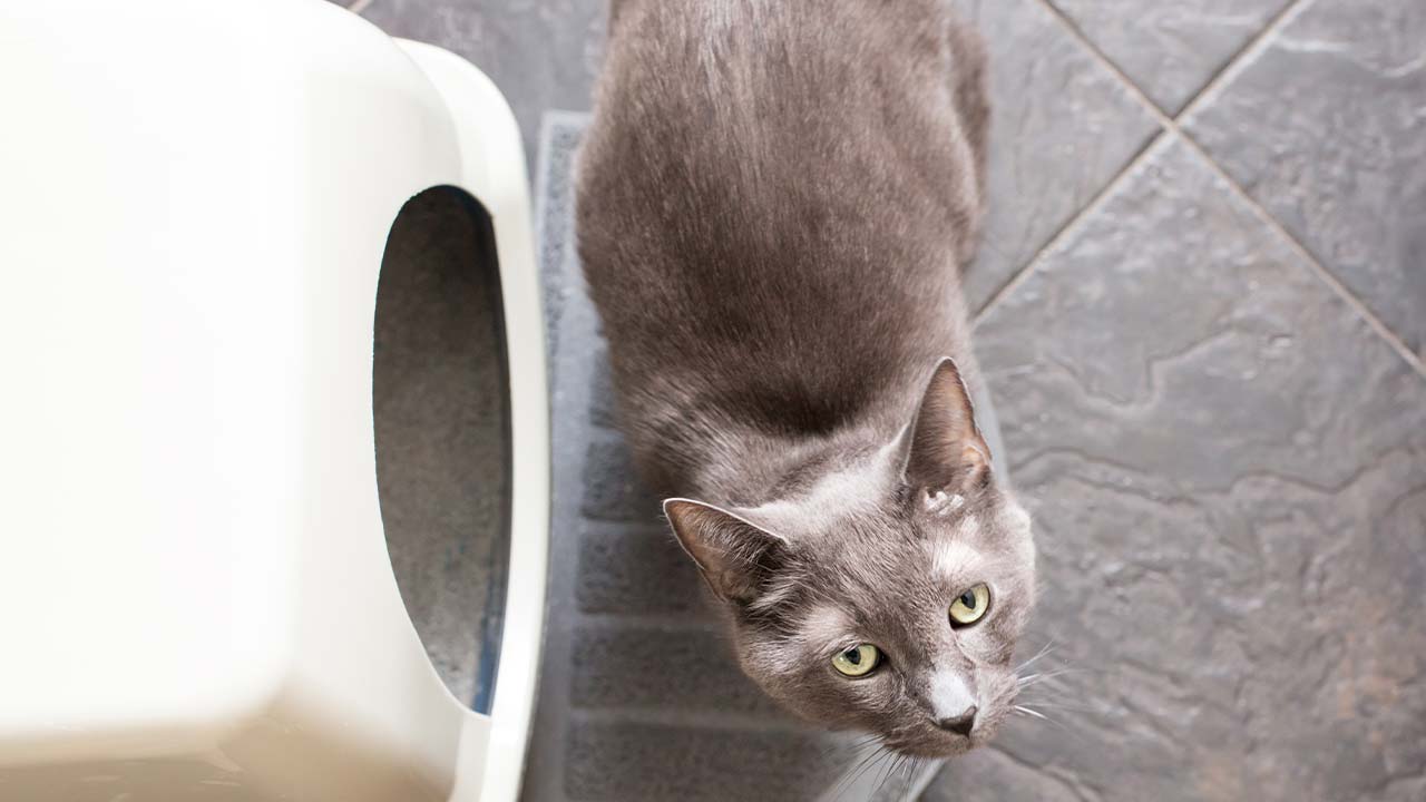 Problème urinaire chez le chat