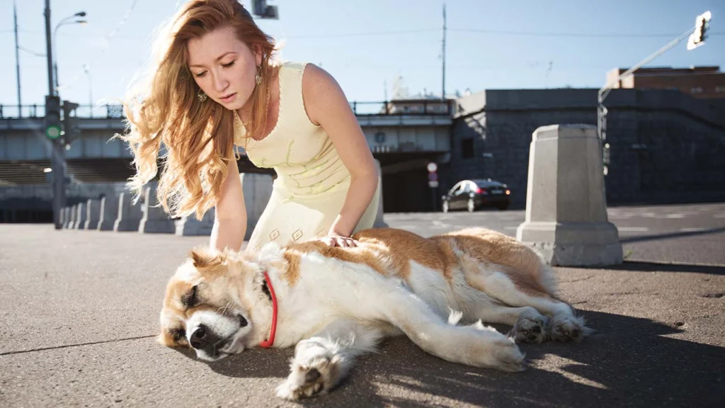 Femme portant secours à un chien blessé allongé sur la chaussée suite à un accident de la route nécessitant une urgence vétérinaire.