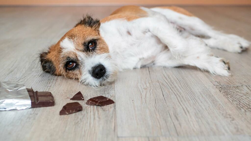 chien ingestion chocolat