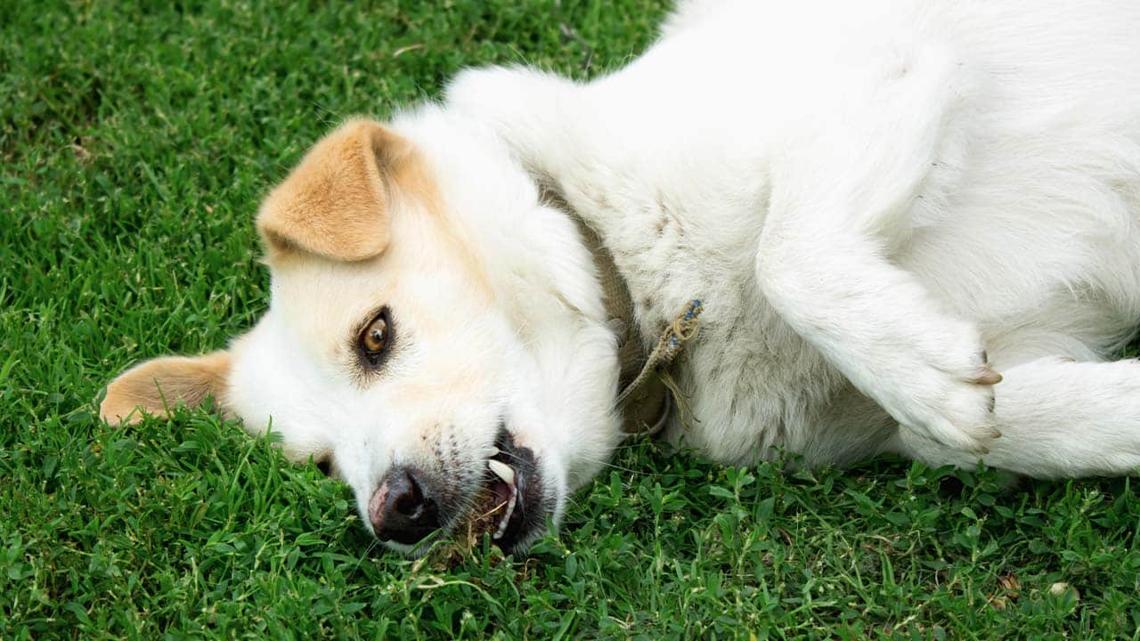 Image d'un chien malade convulsant, nécessitant une consultation vétérinaire d'urgence.