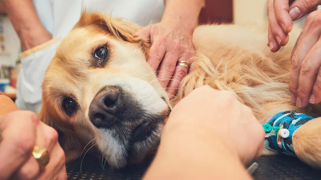 Image d'un chien avec une torsion d'estomac, ausculté par trois vétérinaires d'urgence.