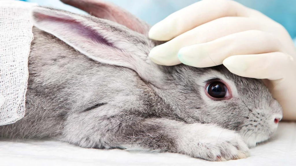 Lapin gris en consultation vétérinaire - examen clinique pour troubles digestifs et problèmes de transit intestinal.