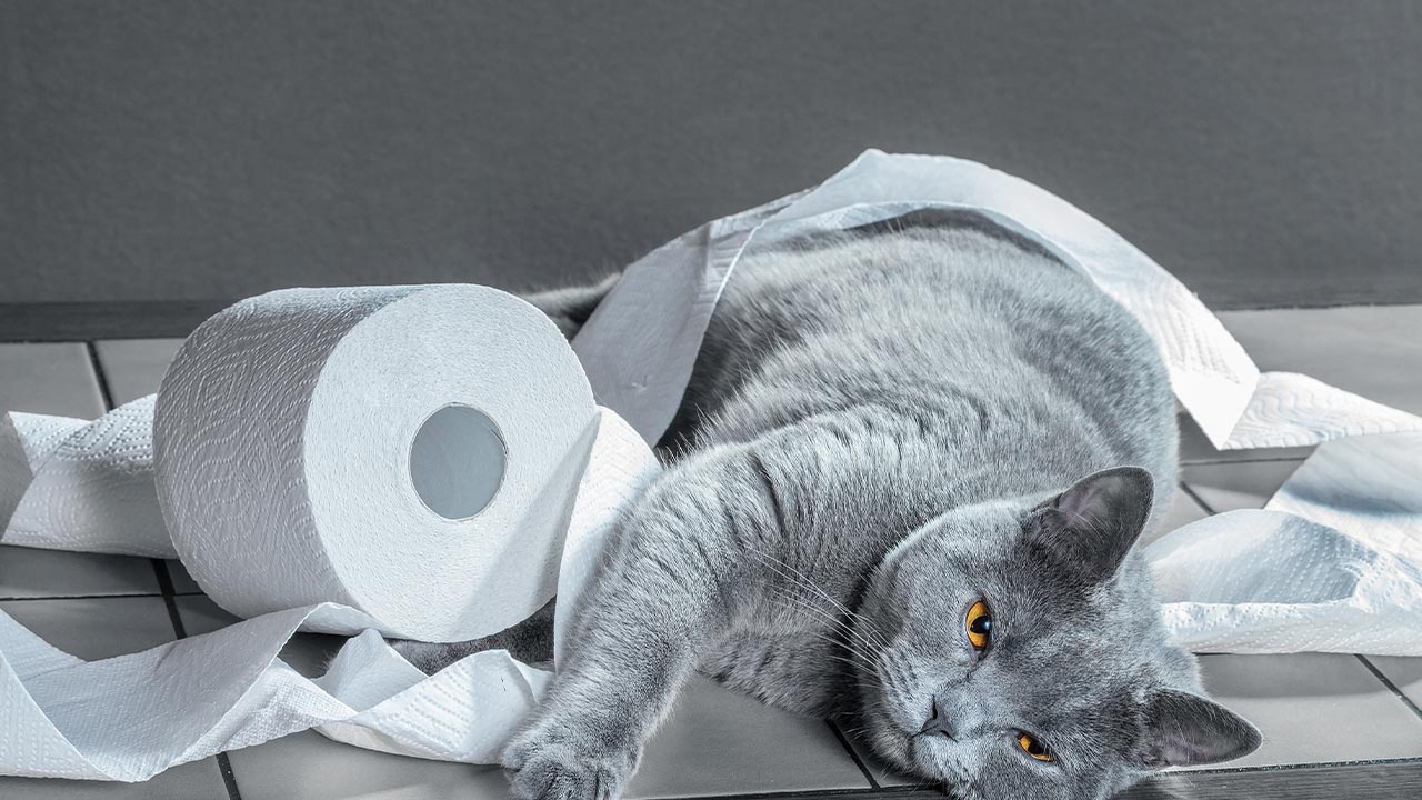 Image d'un chat présentant une diarrhée et des signes de déshydratation nécessitant une consultation vétérinaire d'urgence.