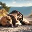 Chien allongé au sol, victime possible de coup de chaleur. Que faire ?