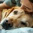 veto de garde euthanasie animaux