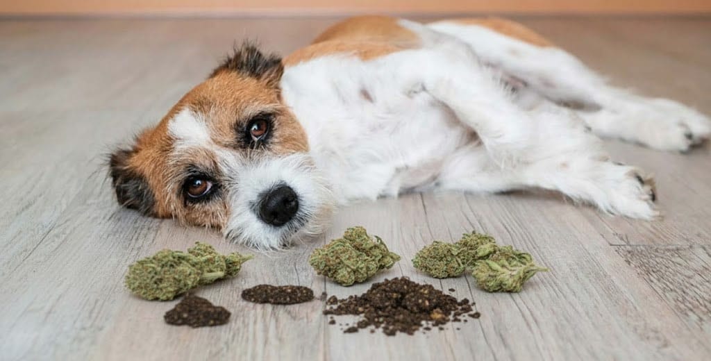 Chien Jack Russell couché près de morceaux de résine de cannabis et des têtes de cannabis qui illustre une intoxication au cannabis nécessitant une urgence vétérinaire