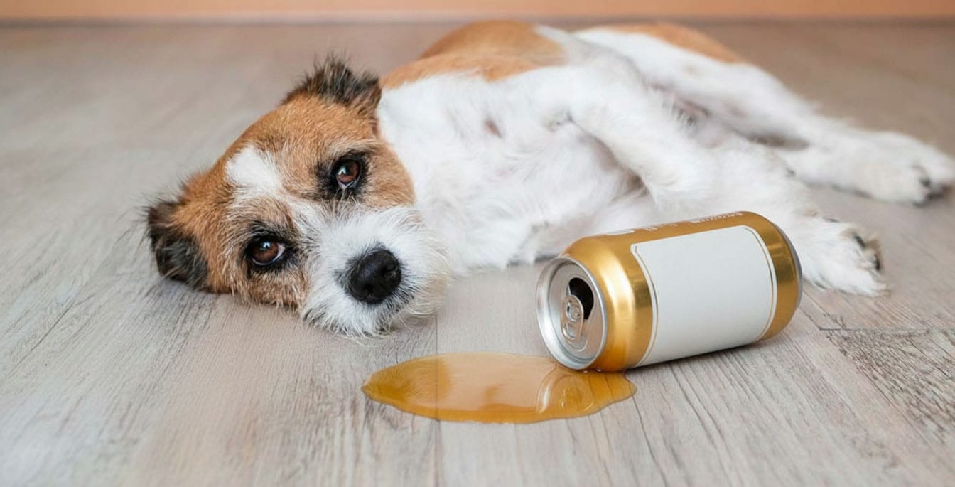 Chien Jack Russell couché près d’une flaque de bière à côté d’une canette renversée qui illustre un article au sujet de l’intoxication au houblon (bière) nécessitant une consultation vétérinaire en urgence.
